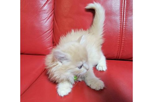 成約済の埼玉県のサイベリアン-19102の2枚目